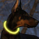 LED - lichthalsband - verstelbaar - Outdoor & Pets