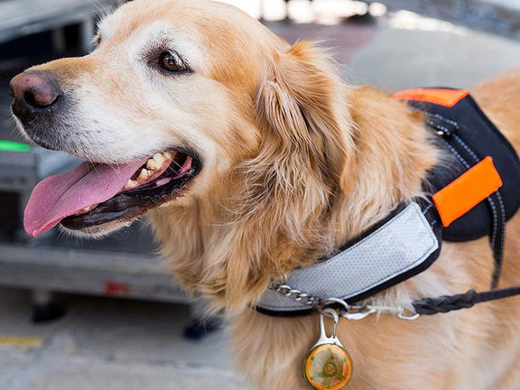 Ledlamp voor halsband - Outdoor & Pets